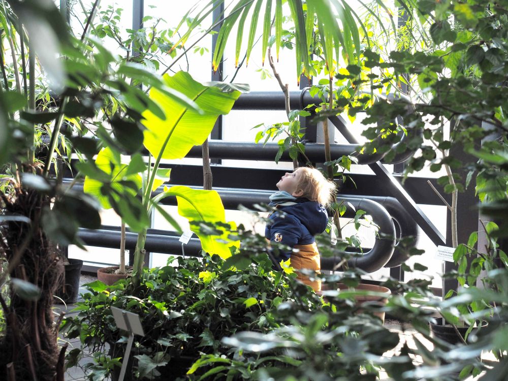 Oranžērijas vidē atrodas bērns ziemas apģērbā, skatoties augšup uz lielām tropu augu lapām. Apkārt ir blīva zaļo augu kolekcija un metāla konstrukcijas