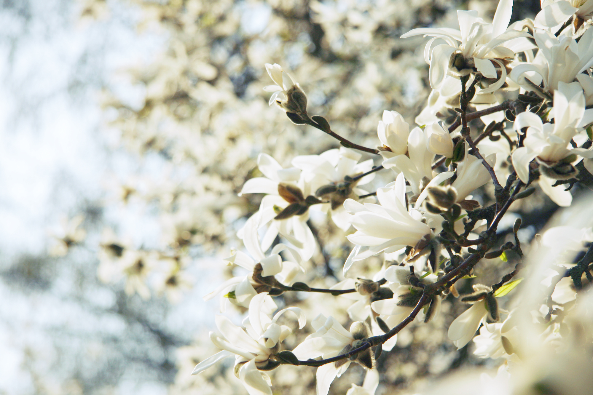 Tuvplāns magnolijas zariem ar baltiem ziediem un pumpuriem, fonā izplūdis pavasara koku siluets.