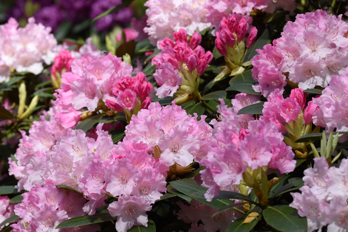 Rozā rododendru ziedkopas pilnziedā
